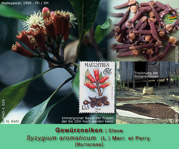 Syzygium aromaticum (L.) Merr. et Perry (Gewürznelken / Clove)