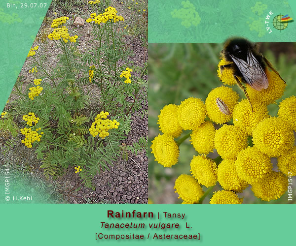 Tanacetum vulgare L. (Rainfarn / Tansy)