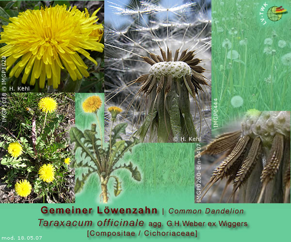 Taraxacum officinale agg. G.H. Weber ex Wiggers [Löwenzahn / Swine's Snout]