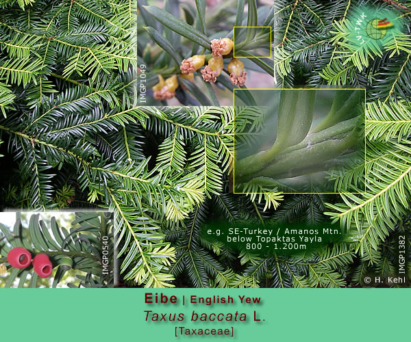Taxus baccata L. (Eibe / English Yew)
