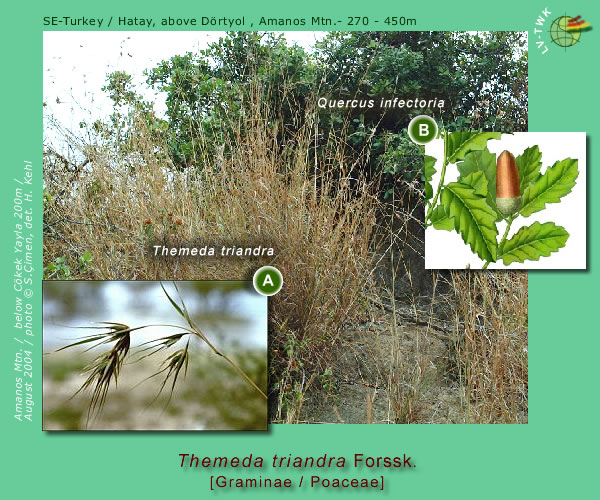 Themeda triandra Forssk. 