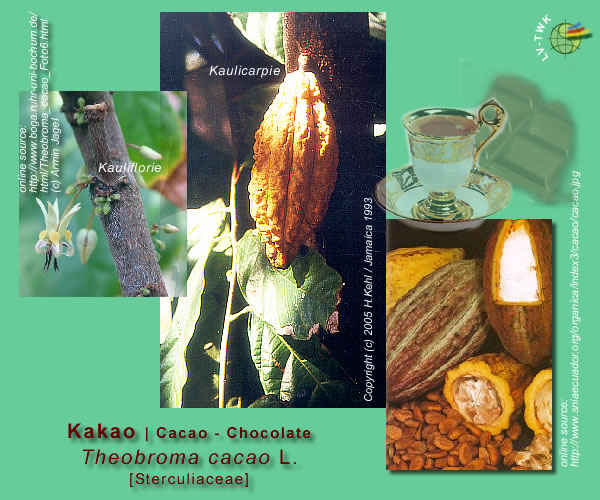Theobroma cacao L. (Kakao / Cacao)