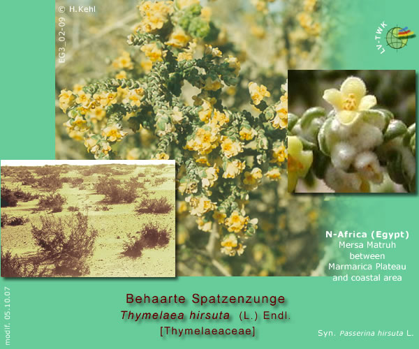 Thymelaea hirsuta (L.) Endl. (Behaarte Spatzenzunge)