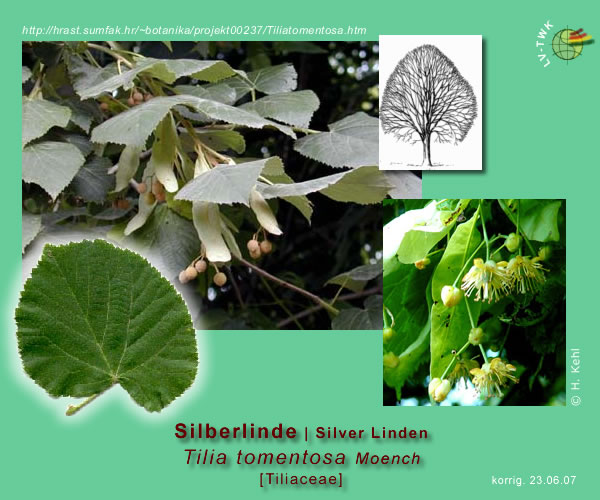 Tilia argentea DC (Silberlinde / Silver Linden)