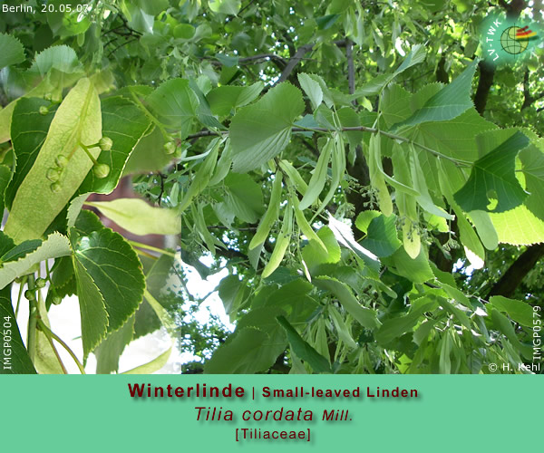 Tilia cordata Mill. (Winterlinde / Small-leaved Linden)