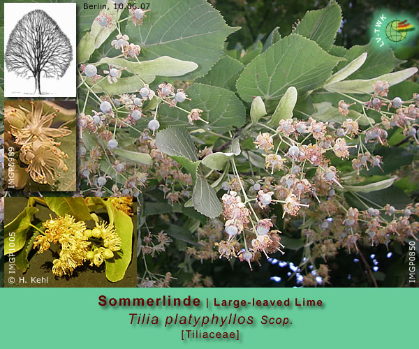 Tilia platyphyllos Scop. (Sommerlinde / Large-leaved Lime)