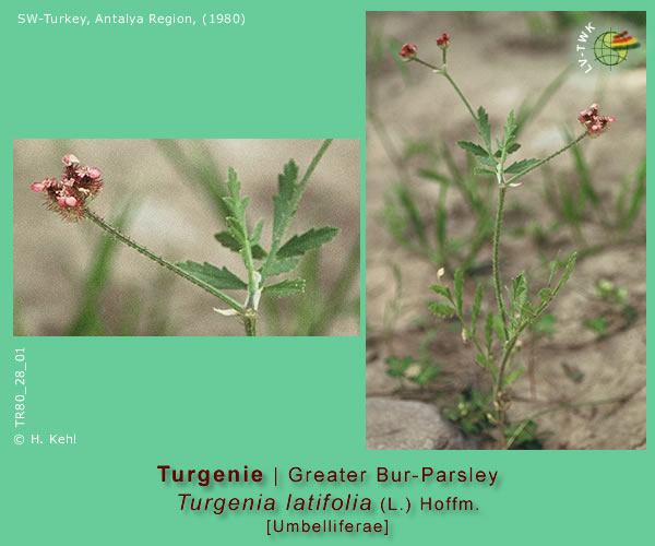 Turgenia latifolia (L.) Hoffm. (Turgenie / Greater Bur-Parsley)