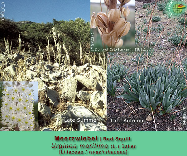 Urginea maritima (L.) Baker (Meerzwiebel / Red Squill)