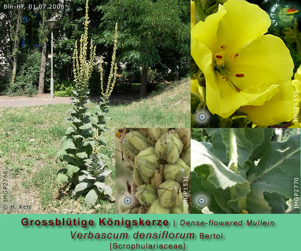 Verbascum 
            densiflorum Bertol. (Grossblütige Königskerze / Dense-flowered Mullein)