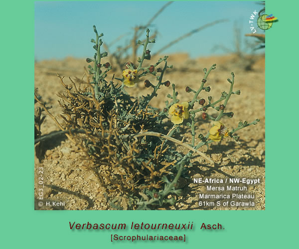 Verbascum letourneuxii Asch.