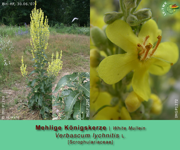 Verbascum lychnitis L. (Mehlige Königskerze / White Mullein)