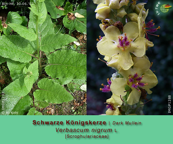 Verbascum nigrum ssp. nigrum L (Schwarze Königskerze / Dark Mullein)