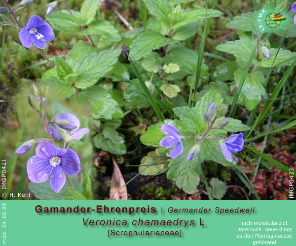 Veronica chamaedrys L. [Gamander-Ehrenpreis / Germander Speedwell]