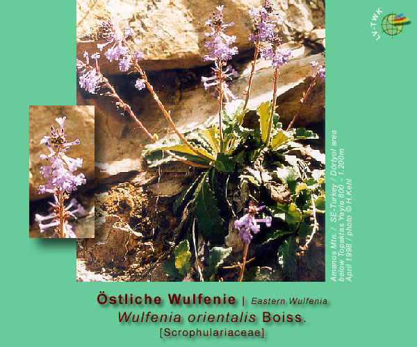 Wulfenia orientalis Boiss. (Östliche Wulfenie / Eastern Wulfenia)