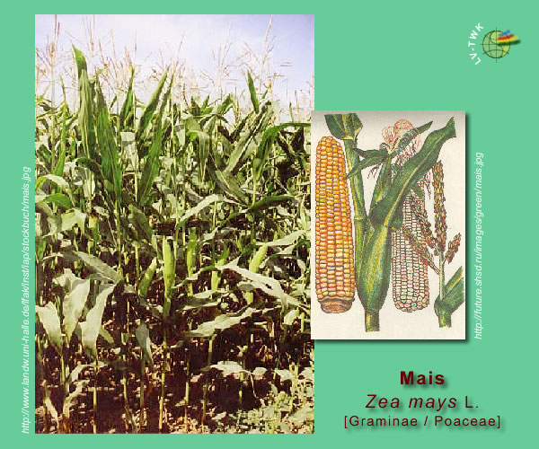 Zea mays L.