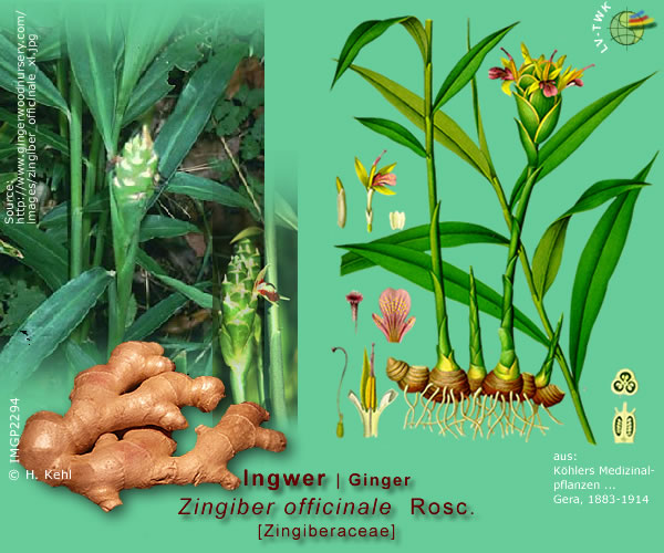 Zingiber officinale Rosc. (Ingwer / Ginger)