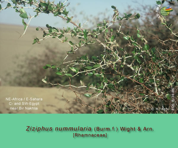 Ziziphus nummularia (Burm.f.) Wight & Arn.