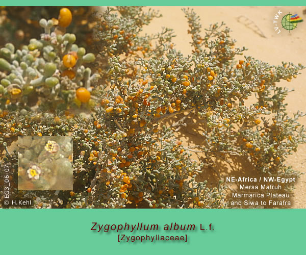 Zygophyllum album L.f.