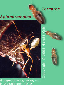 Ameise und Termite