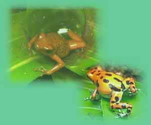 Dendrobates pumilio